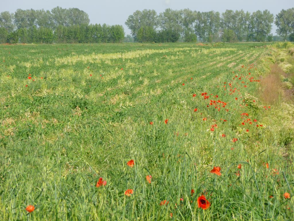 Agriturismo Corte Rocca Сан-Джорджо-ди-Мантова Экстерьер фото
